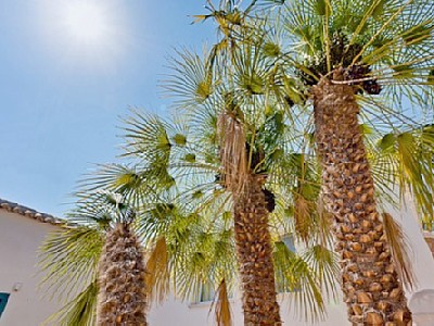 NEW PALM TREES PLANTED IN JAVEA